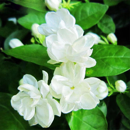 buy jasmine flower seeds Arabian Jasmine Flower Seeds for Planting – Heirloom, Non-GMO, Fragran – Pure Asia Seeds