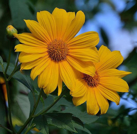 Yellow Mexican Sunflower Seeds