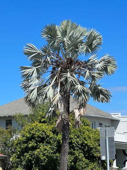 Bismarck Palm Tree Seeds
