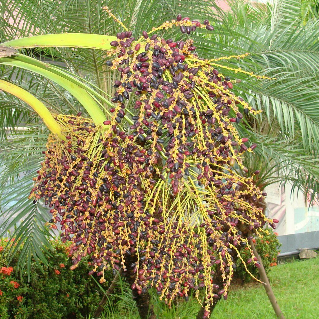 Phoenix Roebelenii Pygmy Date Palm Seeds