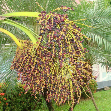 Semi di Palma Nana di Phoenix Roebelenii