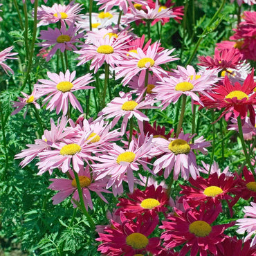 Pyrethrum Daisy Flower Seeds