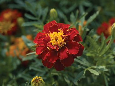 French Marigold 'Safari Red' – Bold & Vibrant Garden Flower