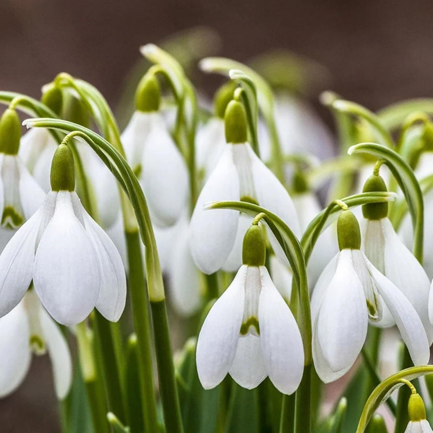 Snowdrop Flower Seeds