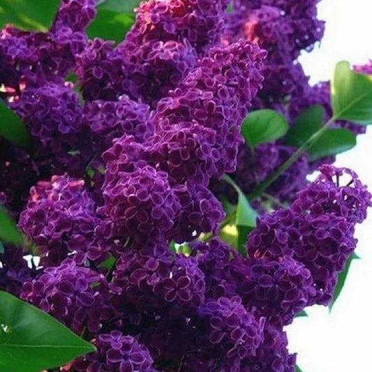 Dark Purple Lilac Shrub Seeds