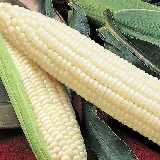 Silver Queen Sweet Corn Vegetable Seeds