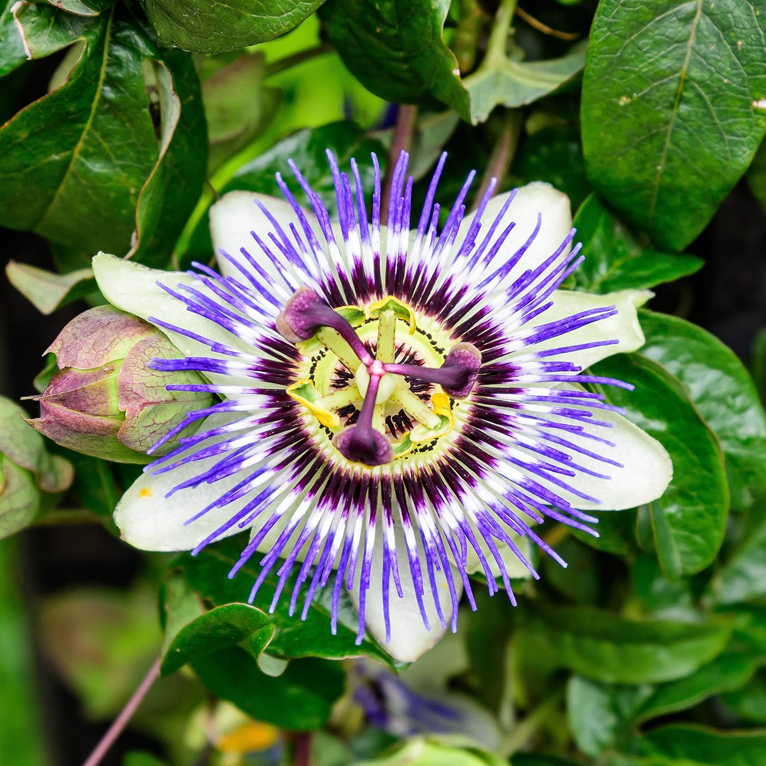 where to buy passion flower seeds Passion Flower Seeds for Planting – Heirloom, Non-GMO, Easy to Grow, E – Pure Asia Seeds