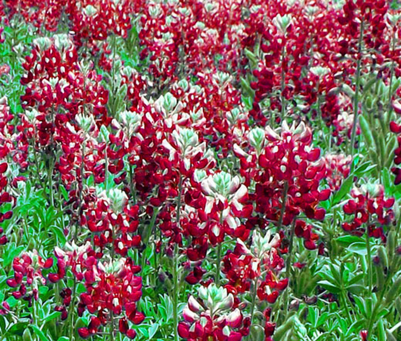 Lupine Wildflower Seeds red & white