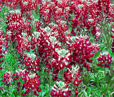 Lupine Wildflower Seeds red & white