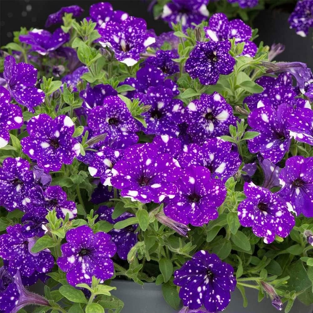 Night Sky Petunia Seeds