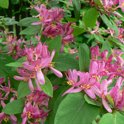 Tartarian Honeysuckle Shrub Seeds