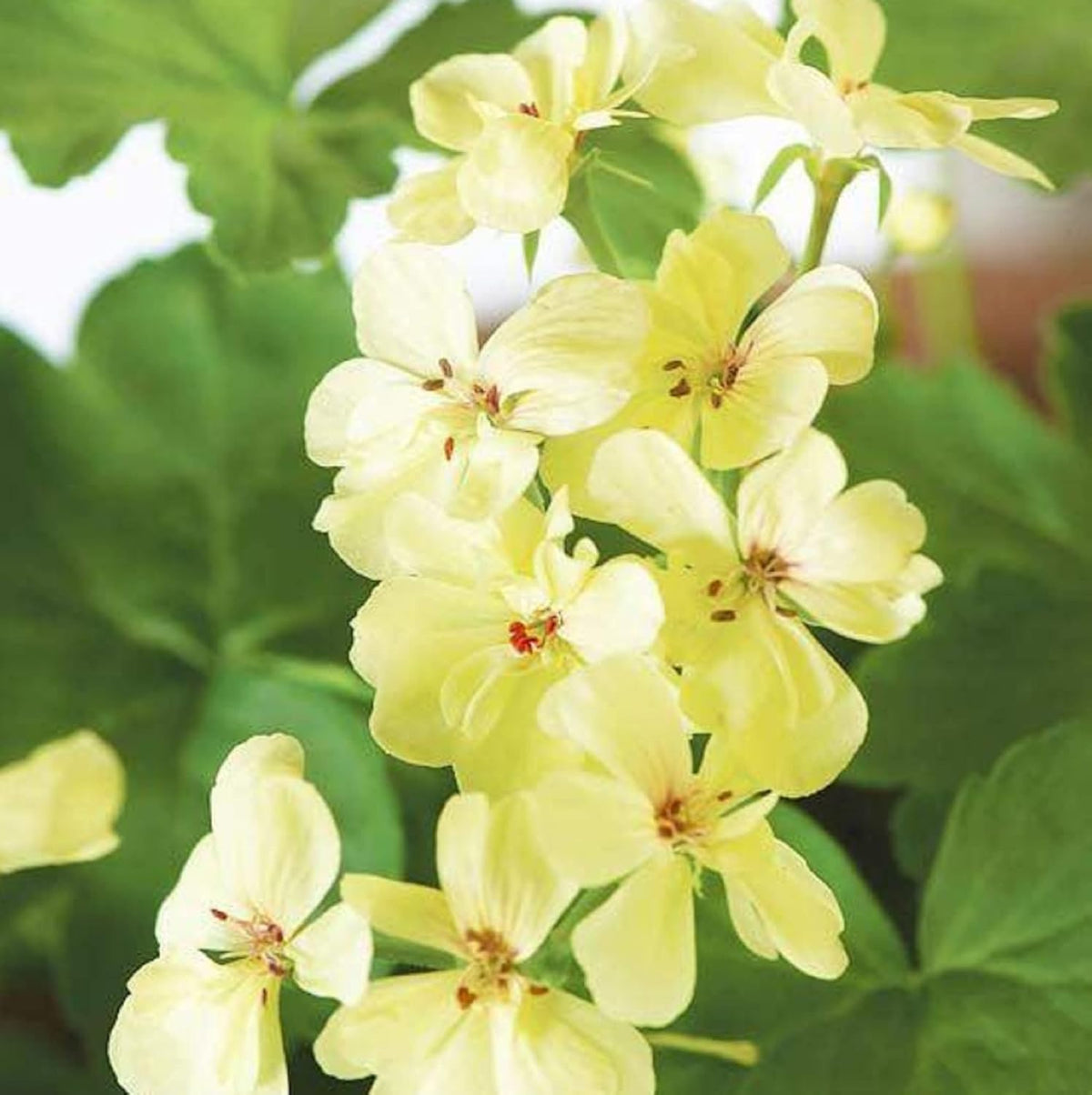 Yellow Geranium Flower seeds for Planting - Cut Flower Favorite, Heirloom & GMO Free Seeds for Home Garden
 
 Sale for planting in home garden