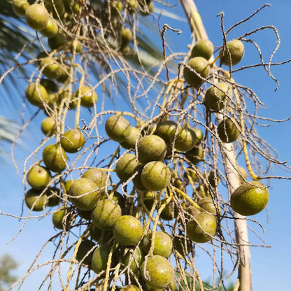 Semillas de fruta de Brahea Armata
