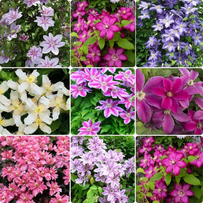 Clematis Mixed Colors Flower Seeds