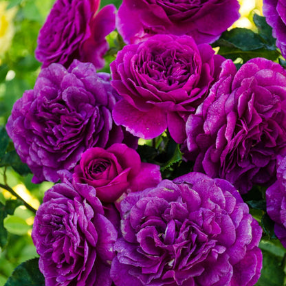Purple Climbing Rose Flower Seeds