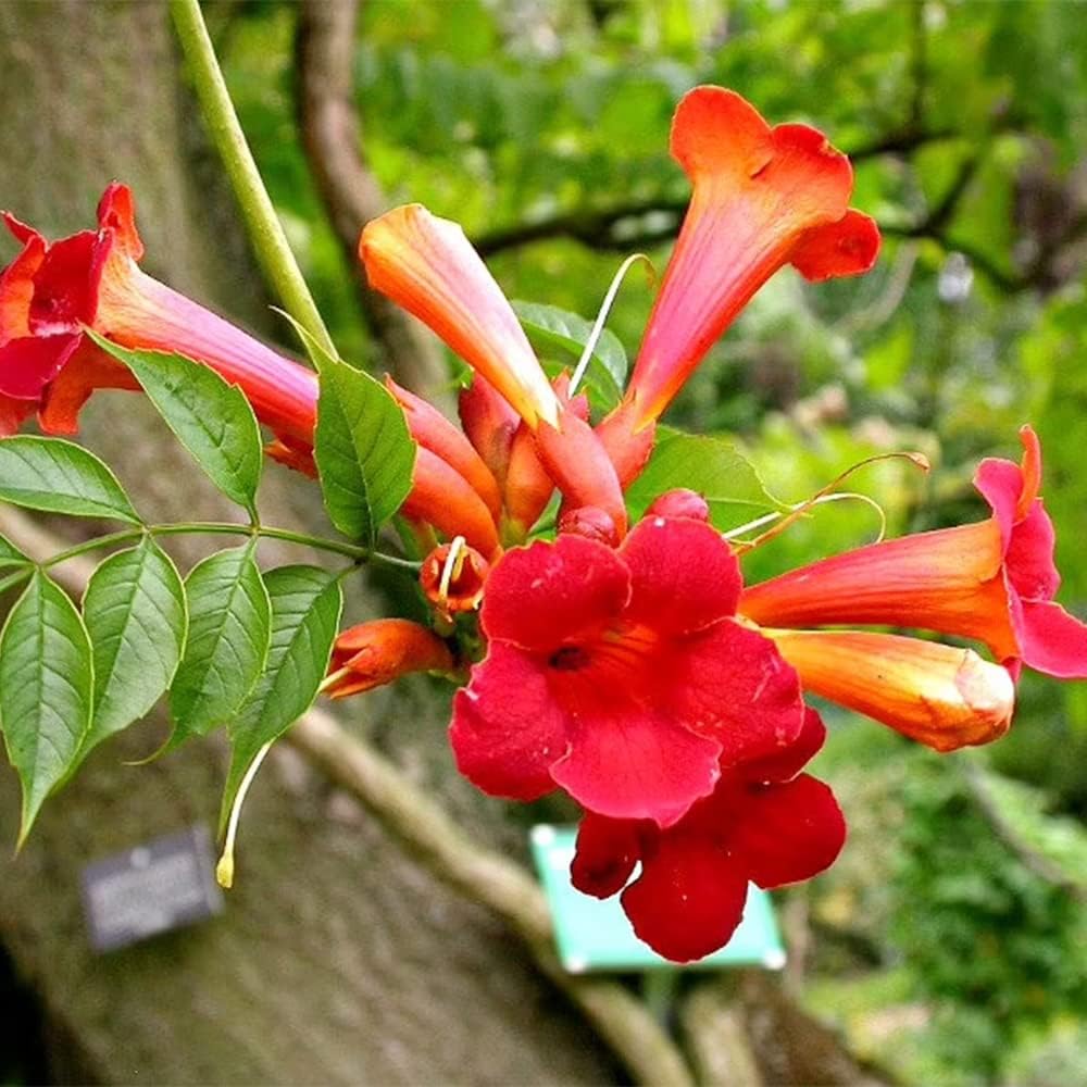 Rote Trompetenblume Blumensamen