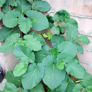 Semi di Erba Piper Auritum