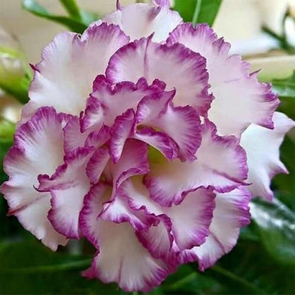 Purple-White Desert Rose Flower Seeds
