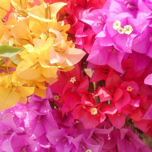 Mixed Color Bougainvillea Flower seeds for Planting Colorful Display Heirloom & GMO Free Seeds for Home Garden
 
 Sale seeds for home garden planting