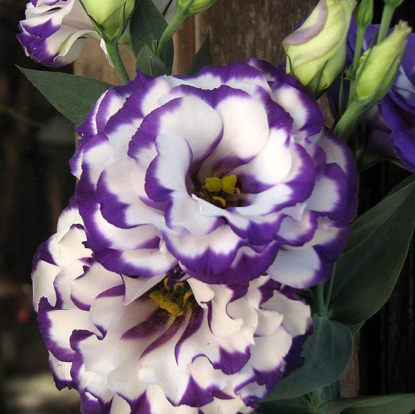 Violet White Lisianthus Flower Seeds For Vibrant Floral Displays - Perfect Planting In Gardens And