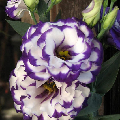 Violet White Lisianthus Flower Seeds For Vibrant Floral Displays - Perfect Planting In Gardens And