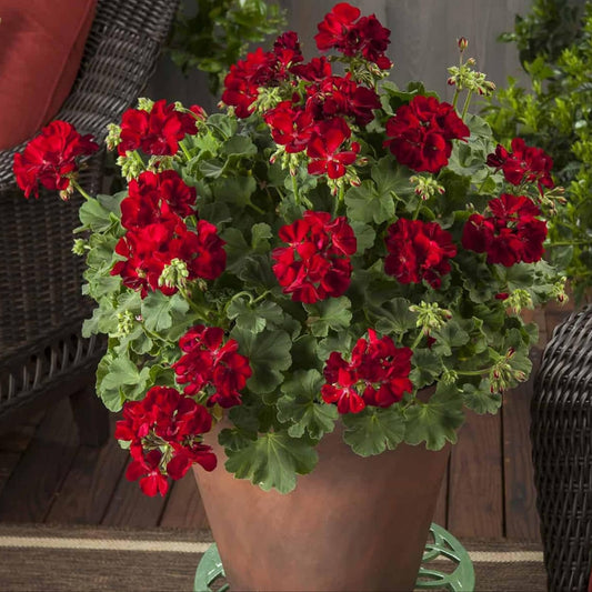 Red Geranium Flower Seeds