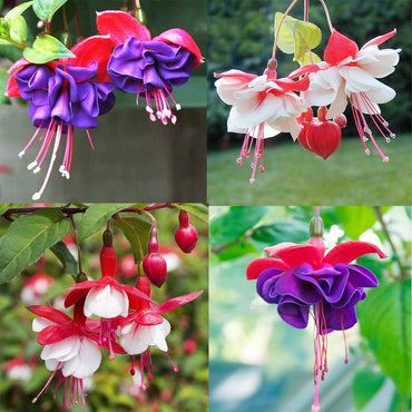 Mixed Fuchsia Flower Seeds