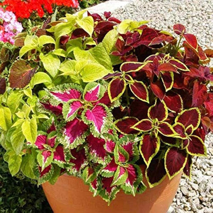 Coleus Blumei Rainbow Mix Herb Seeds