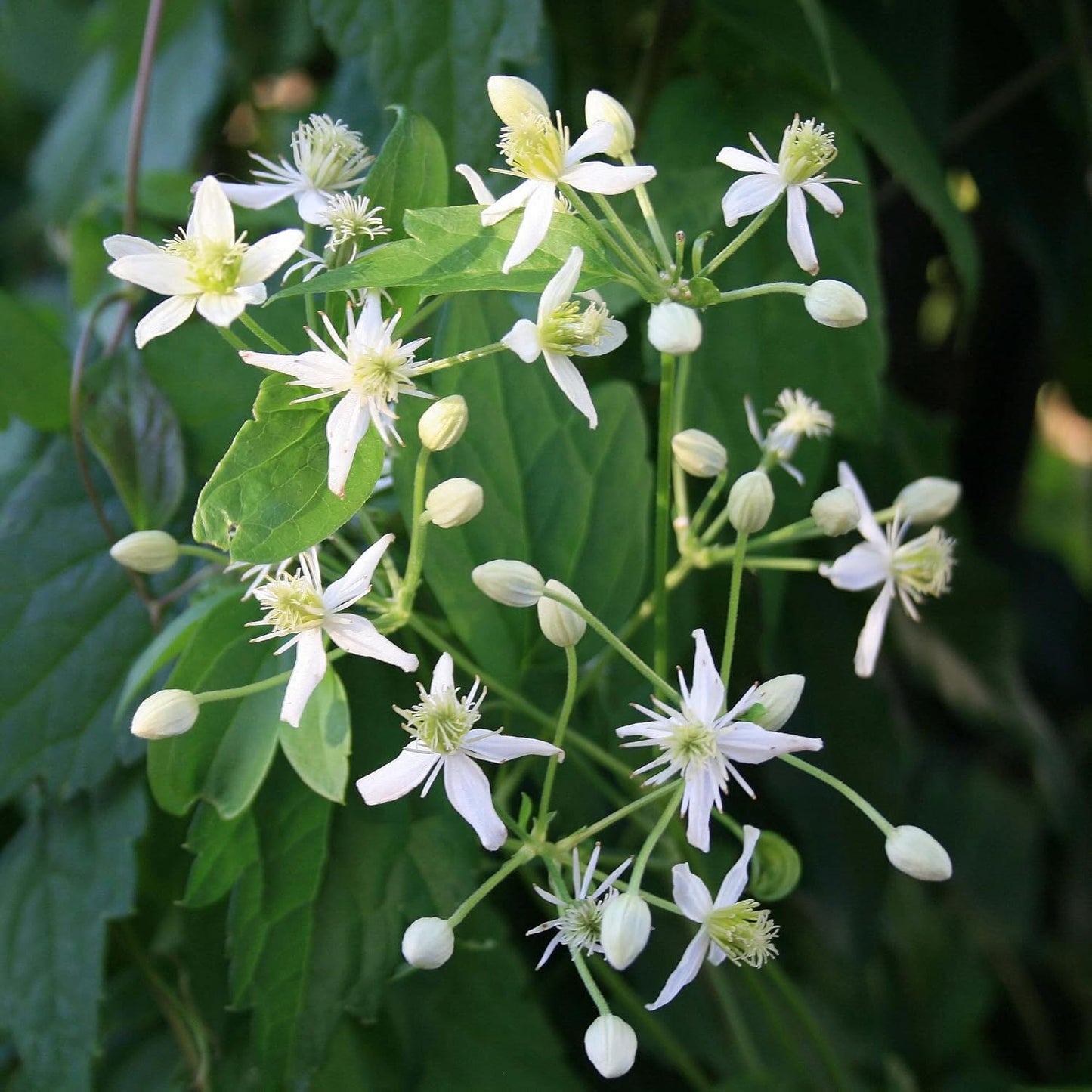 Clematis Virginiana Flower Seeds