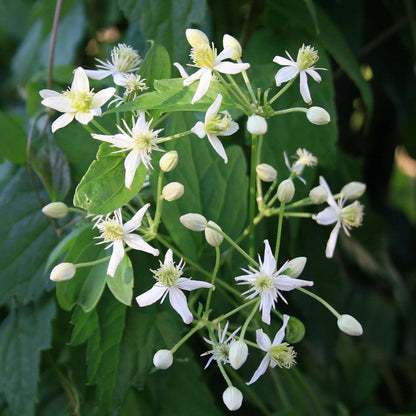 Clematis Virginiana Flower Seeds