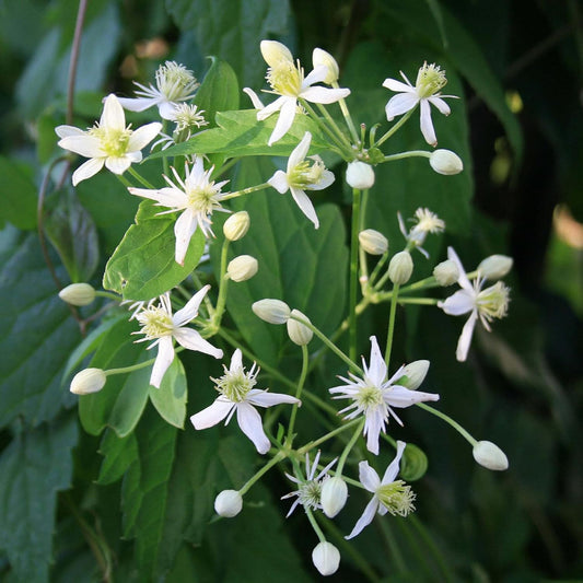 Clematis Virginiana Flower Seeds