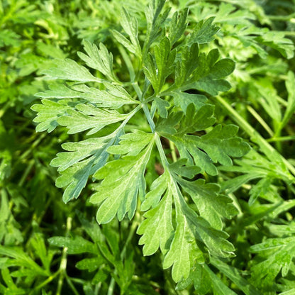 Graines d'herbe d'absinthe