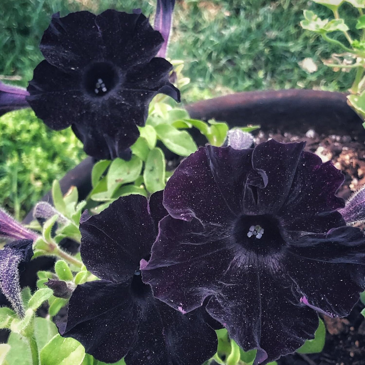Black Cat Petunia Seeds Flower seeds for Planting - Sun Loving, Heirloom & GMO Free Seeds for Home Garden