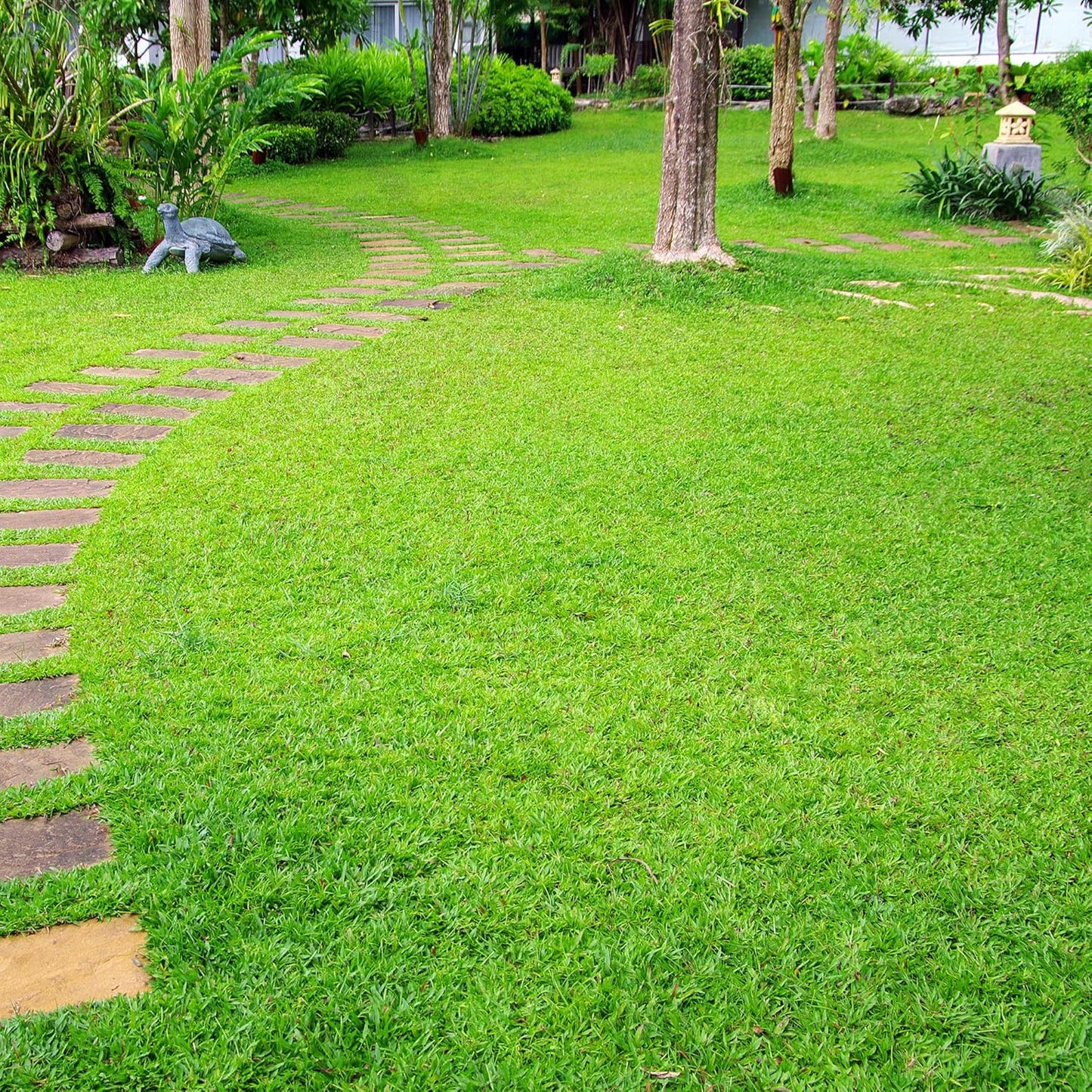 Semi di Erba di Muschio Irlandese per Giardino