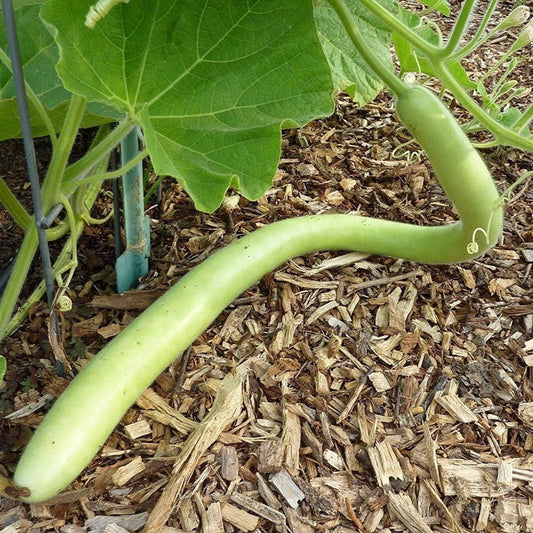 Semi di verdura di zucca commestibile Cucuzzi