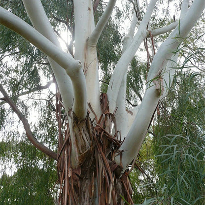 Corymbia Citriodora Tree Seeds