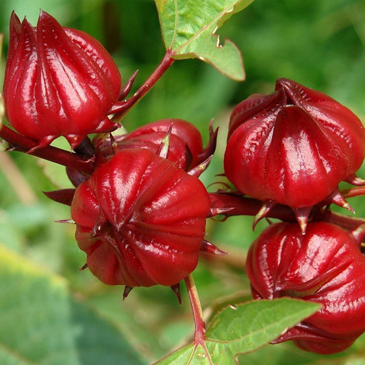 Hibiscus sabdariffa (Roselle) Shrub Seeds for Planting – Heirloom, Non-GMO, Edible, Annual