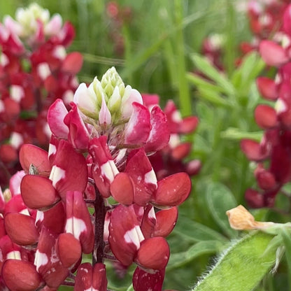 Lupine Wildflower Seeds red & white