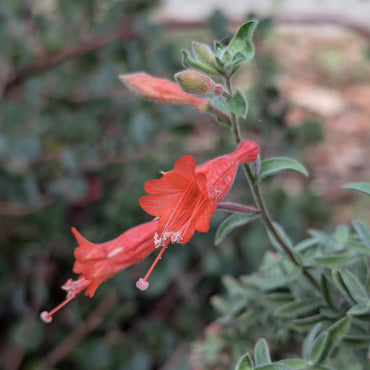 California Fuchsia Epilobium Canum Flower Seeds