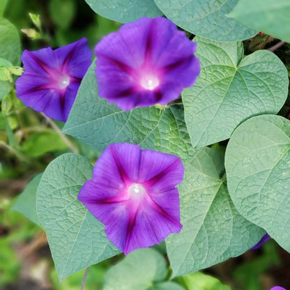 Purple Morning Glory Flower Seeds