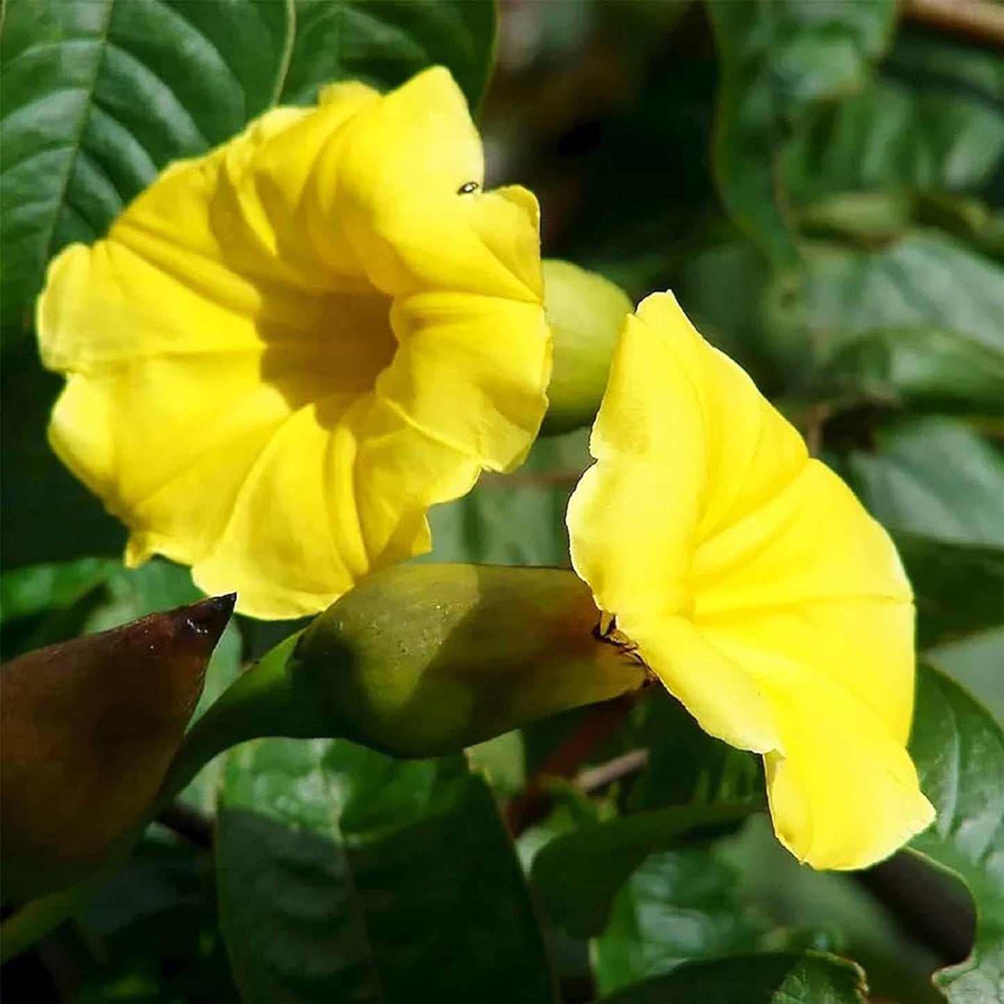 Graines de fleur de gloire du matin jaune