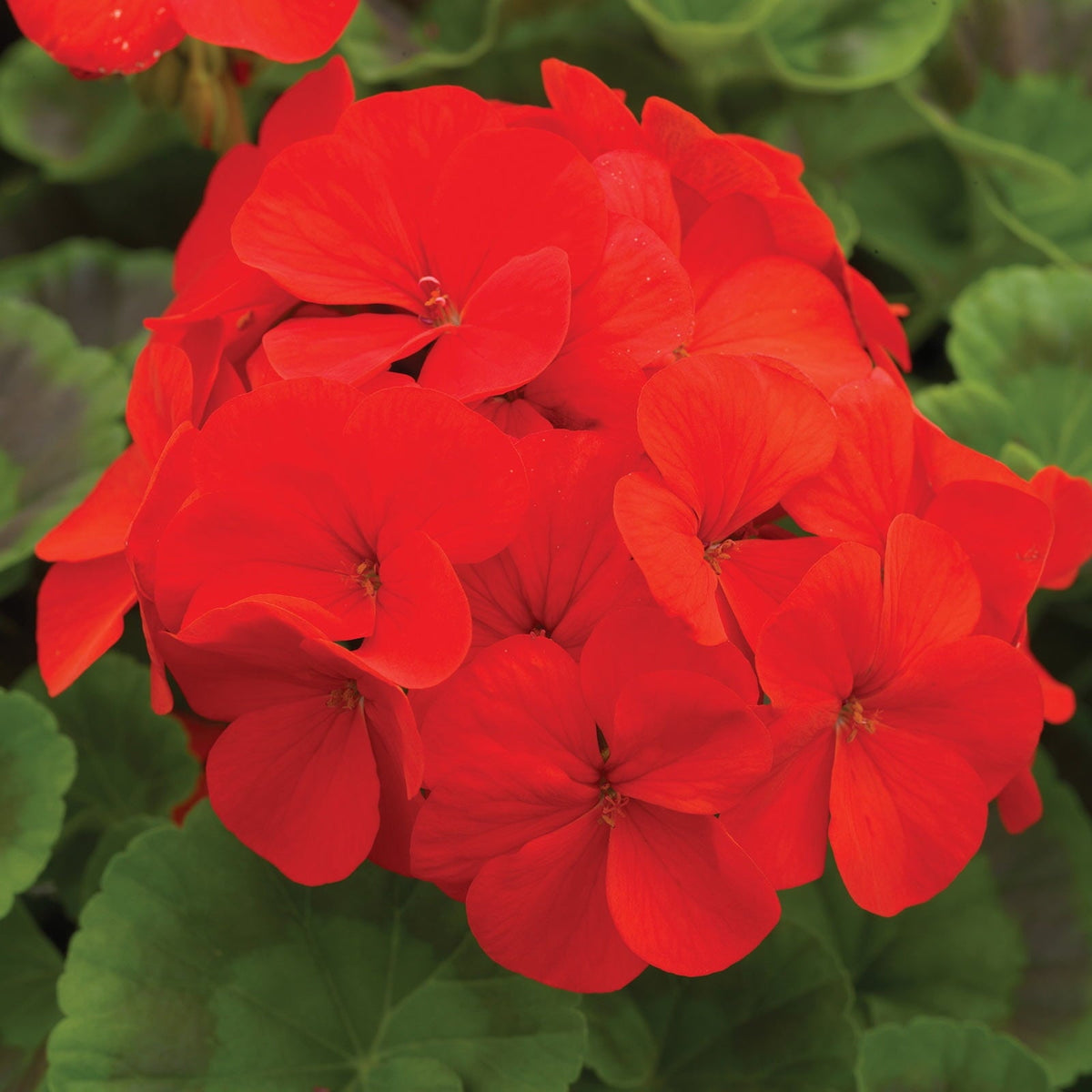 Red Geranium Flower seeds for Planting Premium Quality Heirloom & GMO Free Seeds for Home Garden
 
 Sale seeds for home garden planting