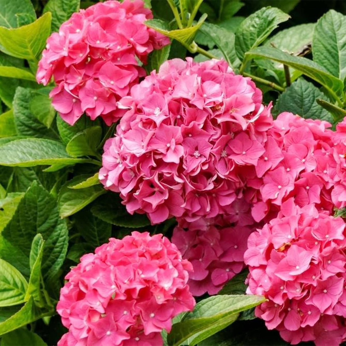 Pink Hydrangea Flower seeds for Planting - Low Maintenance, Heirloom & GMO Free Seeds for Home Garden
 
 Sale for planting in home garden