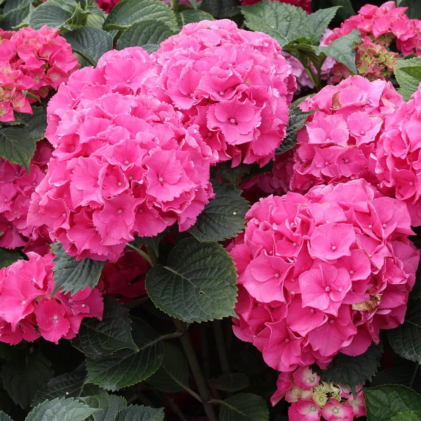 Pink Hydrangea Shrub Seeds for Planting – Heirloom, Non-GMO, Easy to Grow, Shrub