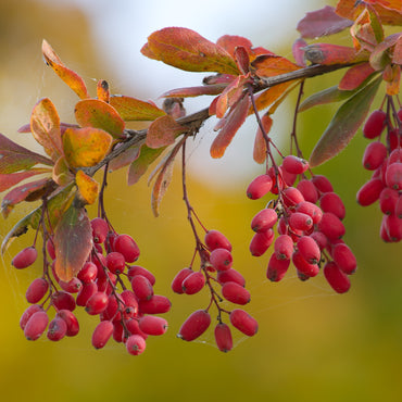 European Barberry Seeds for Planting – Heirloom, Non-GMO, Hardy, Shrub