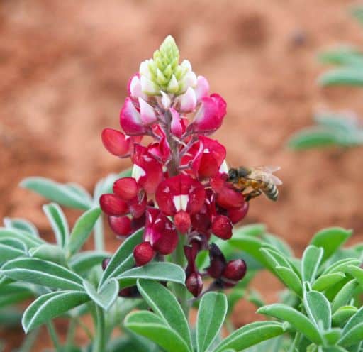 Lupine Wildflower Seeds red & white