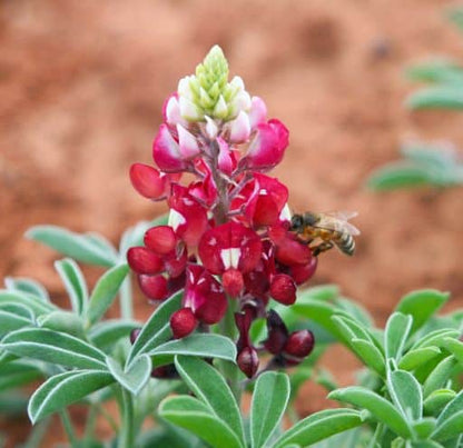 Lupine Wildflower Seeds red & white