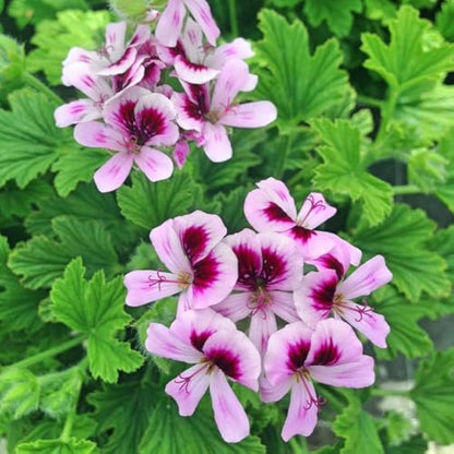 Citronella Flower Seeds