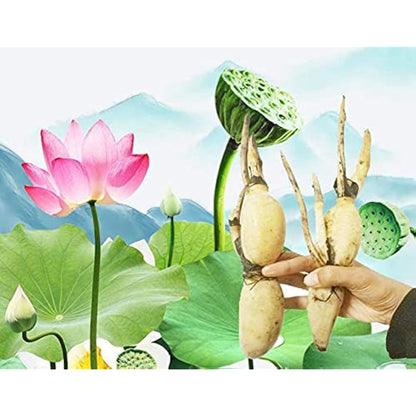 lotus flower seeds planting Lotus Root Flower Seeds for Planting – Heirloom, Non-GMO, Water-Resist – Pure Asia Seeds