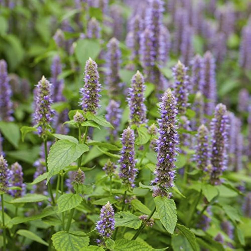 Lavender Hyssop Flower Seeds